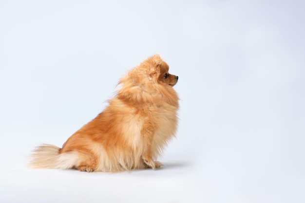 Cão da raça Pomeranian após a preparação em um fundo claro