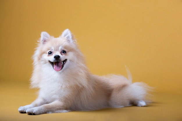 Cão da raça Pomeranian deitado com a cabeça levantada e a língua de fora