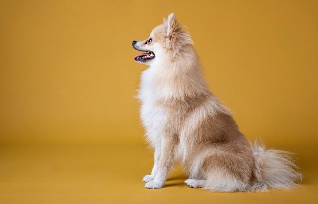 Cão da raça Pomeranian sentado e olhando para a esquerda