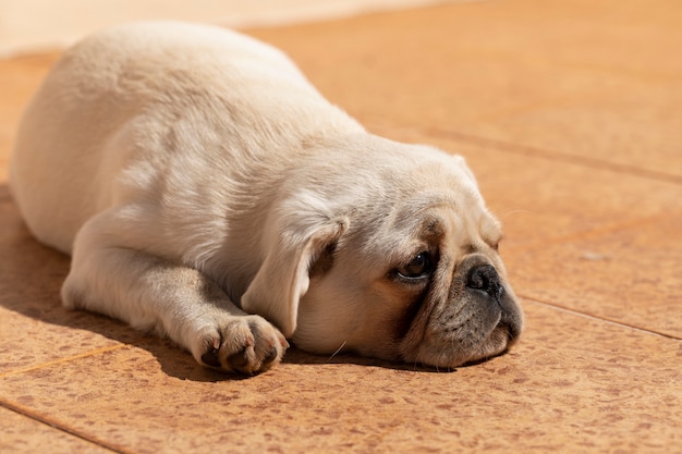 Foto cão da raça pug branco deitado tomando banho de sol.