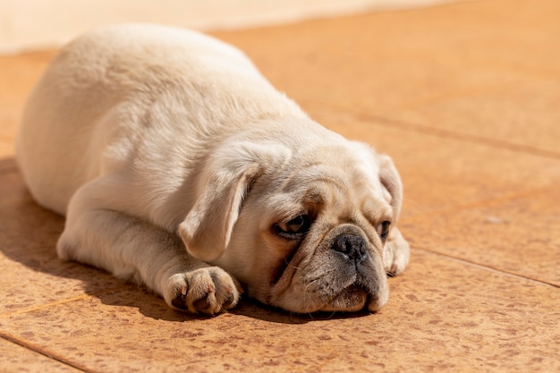 Cão da raça pug branco deitado