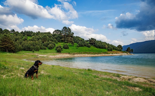 Cão da raça Rottweiler senta-se no prado perto do lago contra o pano de fundo das colinas cobertas de florestas de abetos e um céu nublado