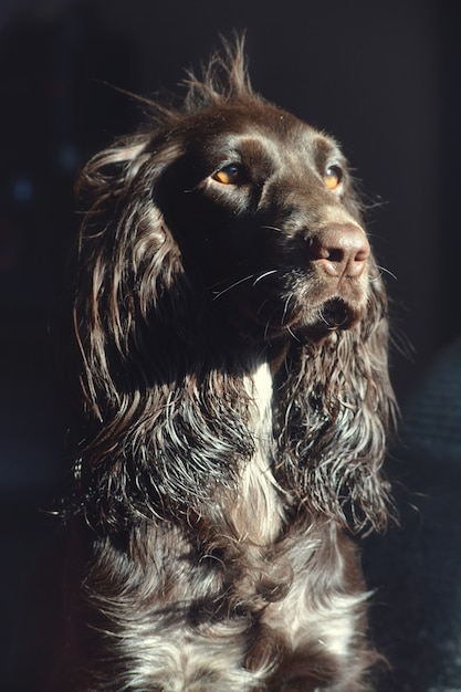 Cão da raça russa de caça de cor marrom close-up