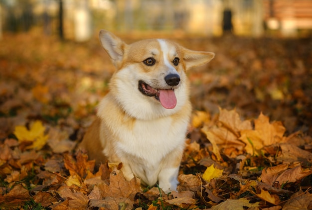 Cão da raça Welsh Corgi Pembroke para um passeio no parque de outono com folhagem amarela brilhante
