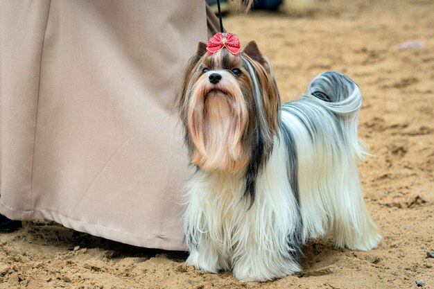 Cão da raça Yorkshire Terrier em uma exposição de cães