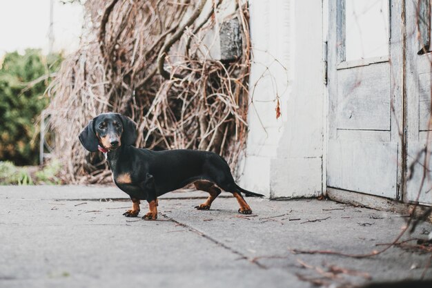 Cão Dachshund no parque. Animais de estimação fofos. Cachorro pequeno