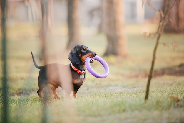 Cão Dachshund no parque. Animais de estimação fofos. Cachorro pequeno