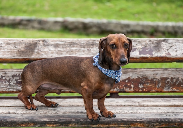 Cão Dachshund no Prk