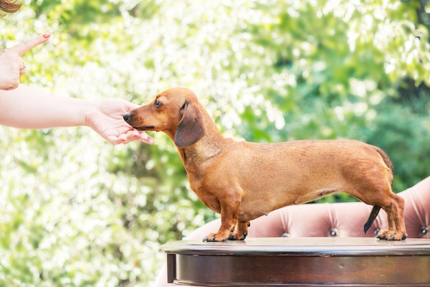 Foto cão dachshund no quintal. cão ao ar livre em clima ensolarado de verão.