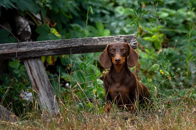 cão dachshund sentado ao ar livre