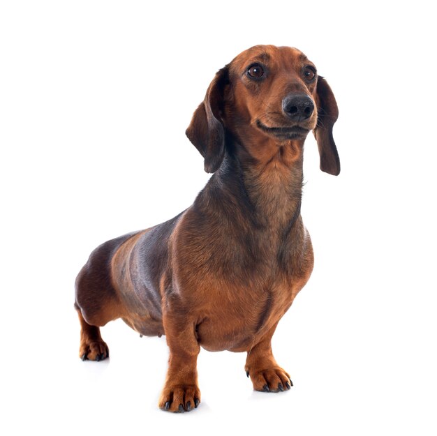 Cão dachshund