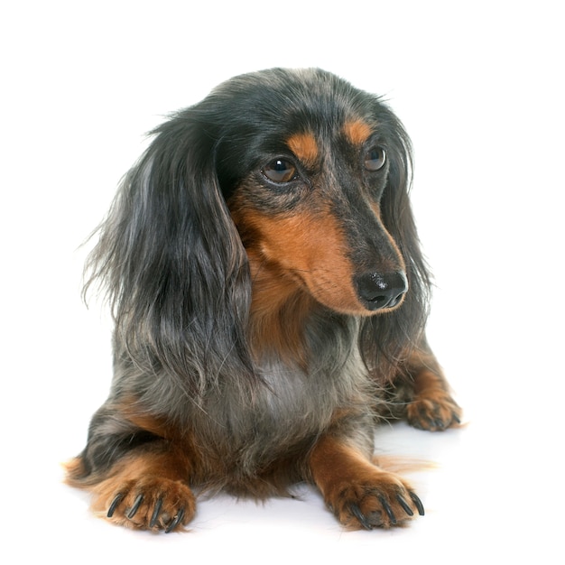 cão dachshund