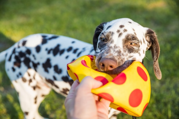 Cão dálmata bonito segurando uma bola amarela na boca Isolado no fundo da natureza Cachorrinho dálmata brincando com brinquedo no parque