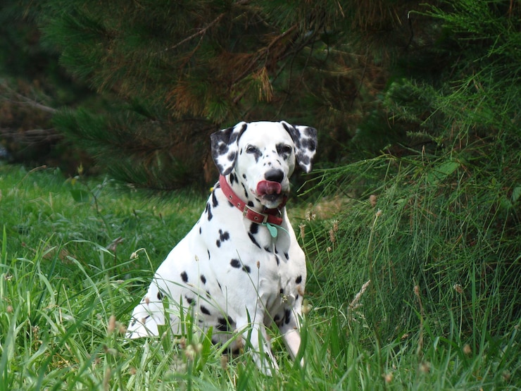 Foto cão dalmático olhando para longe em um campo