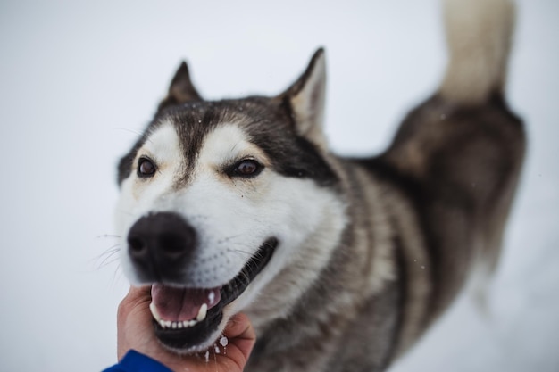 Cão de acariciar de mão recortado
