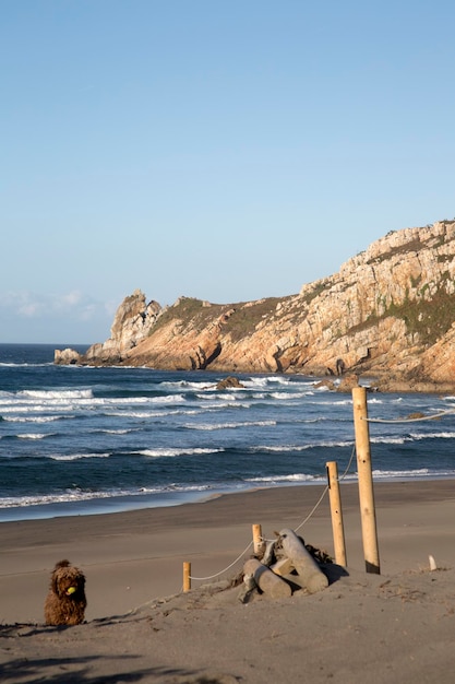 Cão de água espanhol na praia de Barayo, Astúrias, Espanha