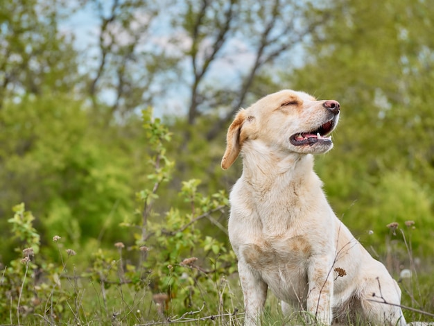 Cão de aldeia no campo.