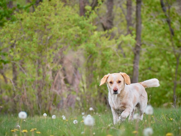 Cão de aldeia no campo.