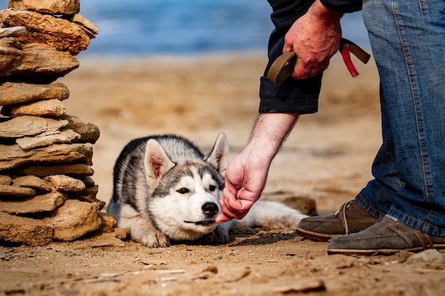 Foto cão de alimentação. cão husky siberiano