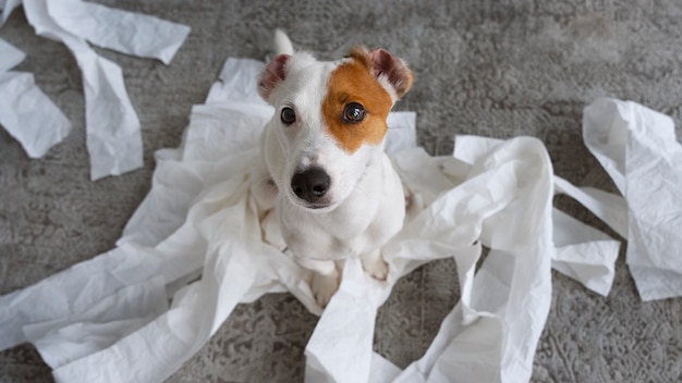 Cão de alto ângulo fazendo uma bagunça com tecidos