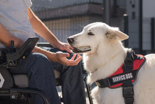 Cão de assistência que ajuda um homem com deficiência a recuperar a mobilidade do telemóvel caído