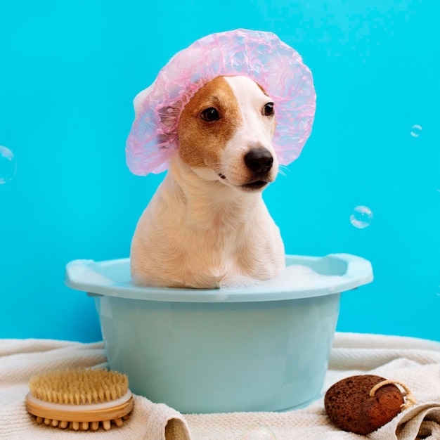 Cão de banho Jack Rusl Pet Nadando na calha em um fundo azul em torno de bolhas de sabão de mosca