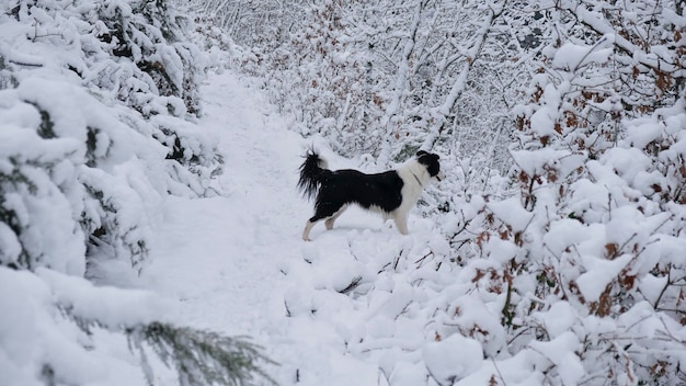 Cão de border collie alegre brincando na floresta de neve