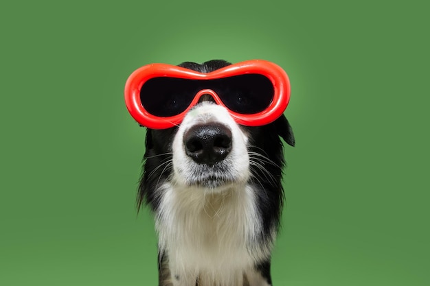 Cão de border collie engraçado e cômico celebrando o carnaval usando óculos de sol vermelhos isolados no fundo verde