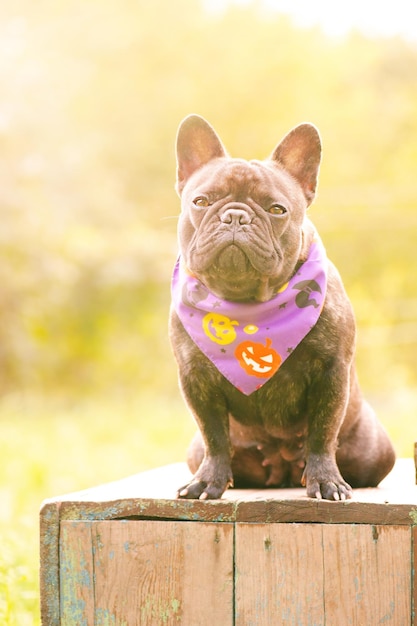 Cão de buldogue francês com cor preta senta-se em um pódio de madeira Um animal de estimação em uma bandana de Halloween