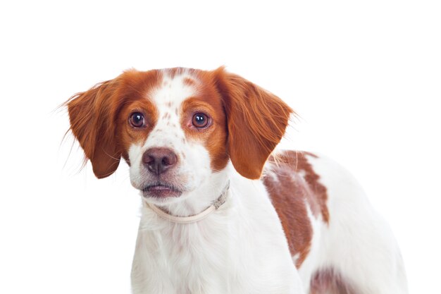 Cão de caça bom isolado