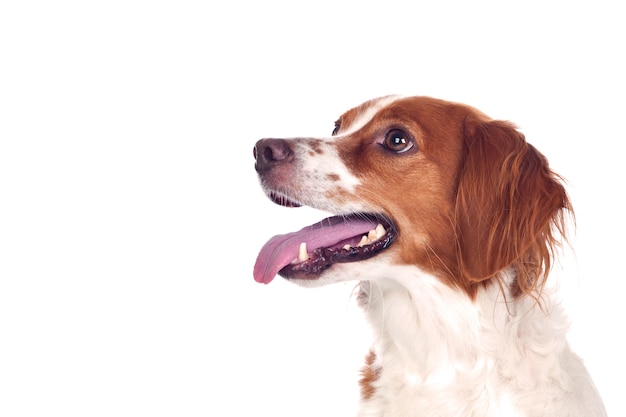 Cão de caça bom isolado