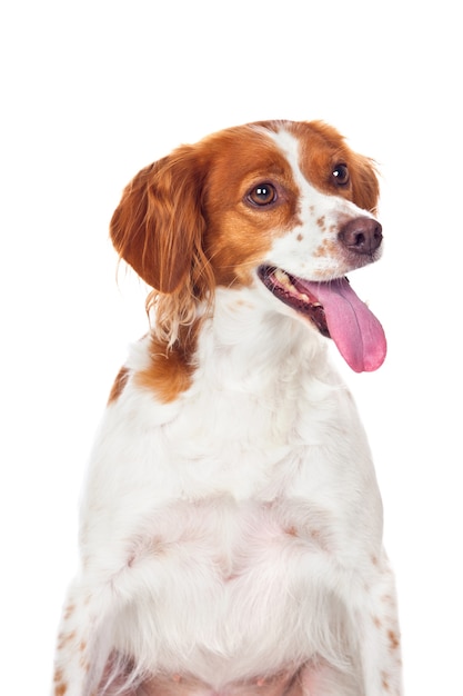 Cão de caça bom isolado