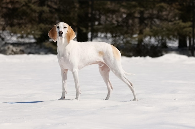 Cão de caça branco na neve branca
