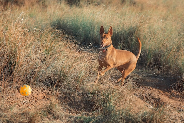 Cão de caça brincando com bola