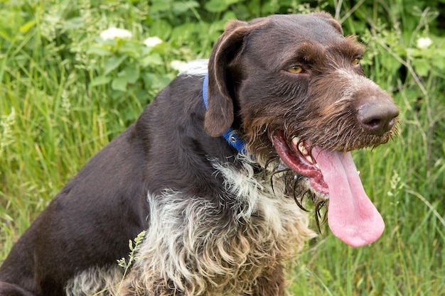 Cão de caça descansando na grama. cão de guarda alemão drahthaar