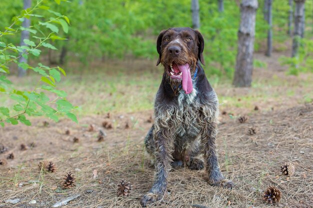 Cão de caça descansando na grama. cão de guarda alemão drahthaar