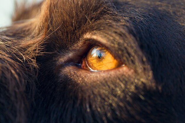 Cão de caça descansando na grama, cão de guarda alemão drahthaar