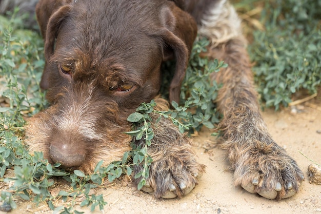 Cão de caça descansando na grama cão de guarda de caça alemão drahthaar