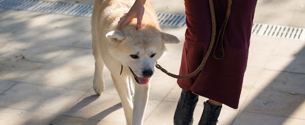 Cão de caça japonês da raça kisyu, Belo retrato de um cão branco de perto