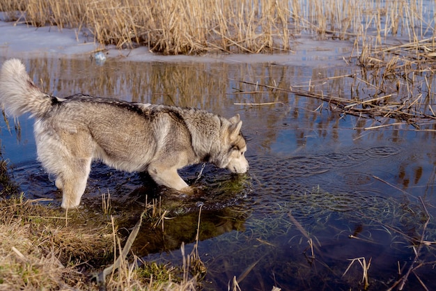 Foto cão de caça laika husky west siberian laika husky foto de um cão husky no final do outono durante a caça