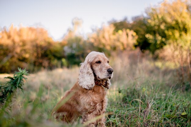 cão de caça na natureza