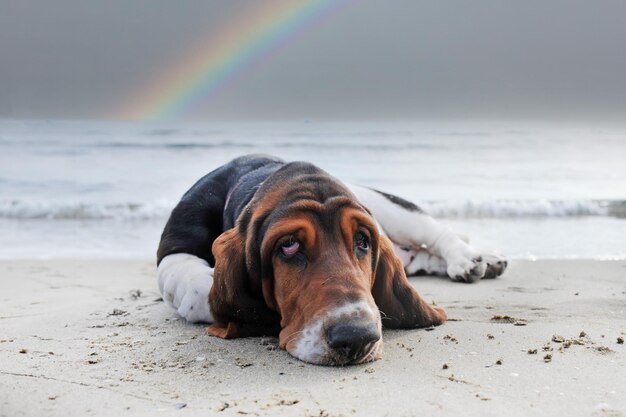 Cão de caça na praia