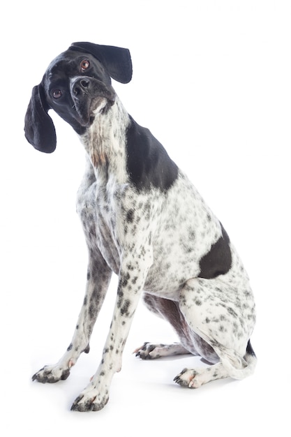 Cão de caça preto e branco