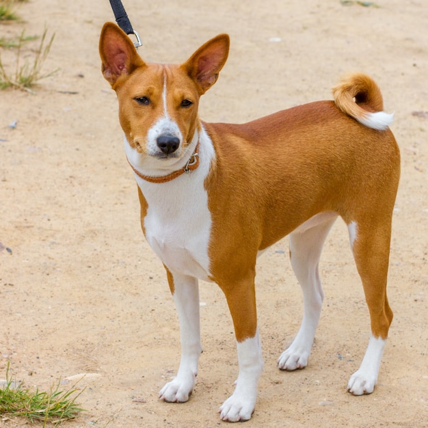 Cão de caça raça basenji