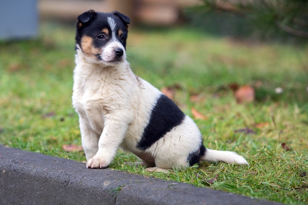 Cão de cachorrinho bonito que senta-se na grama verde no verão ao ar livre.