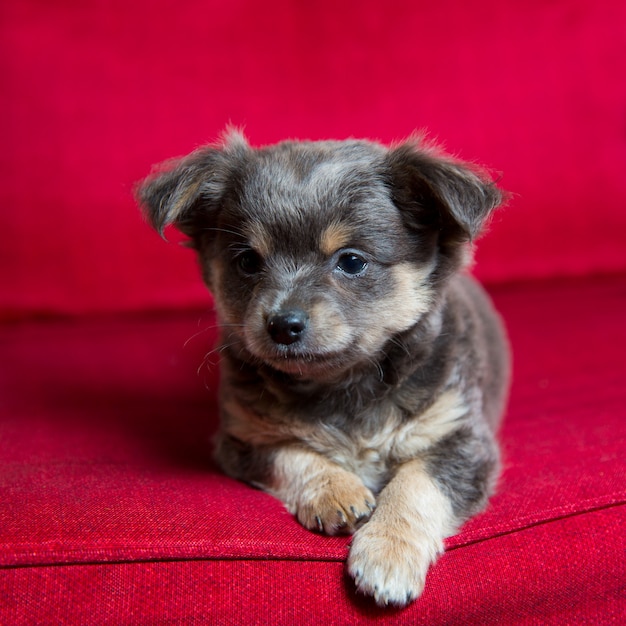 Cão de cachorrinho de chihuahua longo cabelo cinzento sentado no vermelho