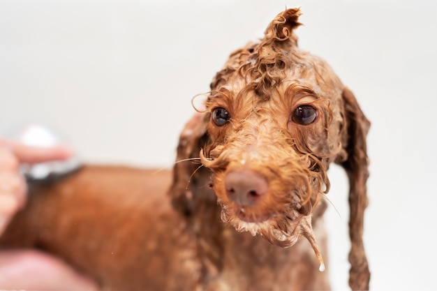 Cão de caniche de lavagem no salão de beleza do animal de estimação.