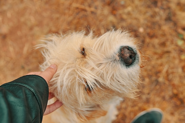 Cão de carícias de homem.