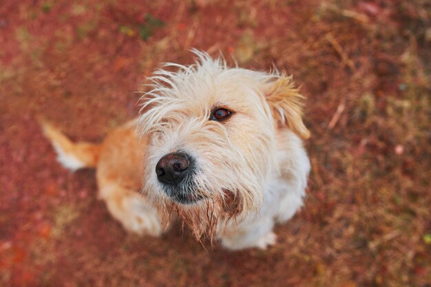 Cão de carícias de homem.