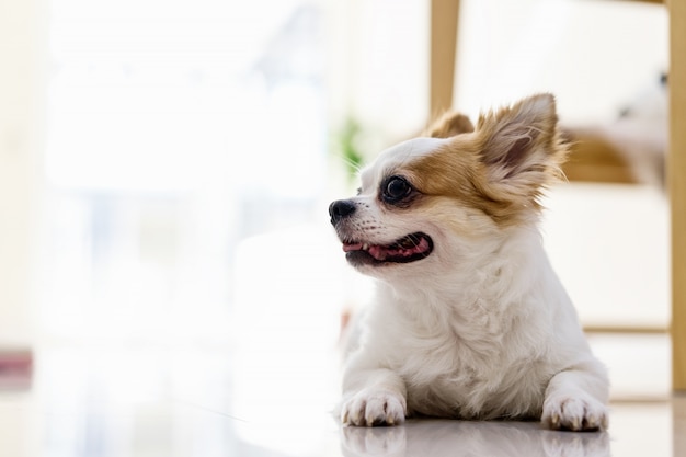 Cão de Chihuahua deitado no chão.